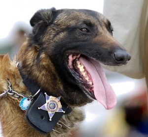 k9 police dog